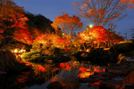 momiji_light.jpg